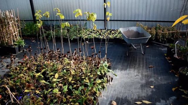 В гостях у Садовый Центр Участок 36 краткий обзор смотреть онлайн