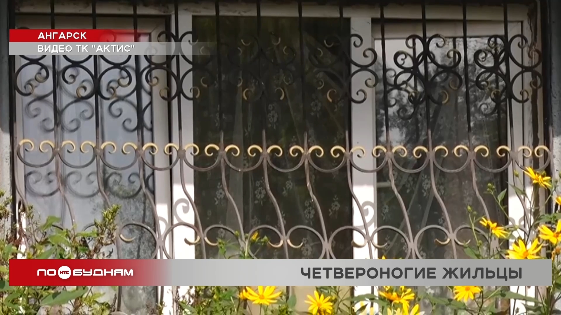 Жители одного из домов Ангарска жалуются на неприятный запах и постоянный собачий лай