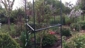 + 10 новых опор для клематисов и роз