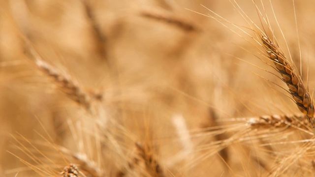 Market Monitor (3/21/20) смотреть онлайн