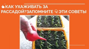👍 КАК УХАЖИВАТЬ ЗА РАССАДОЙ? Как ухаживать за рассадой перца, помидор