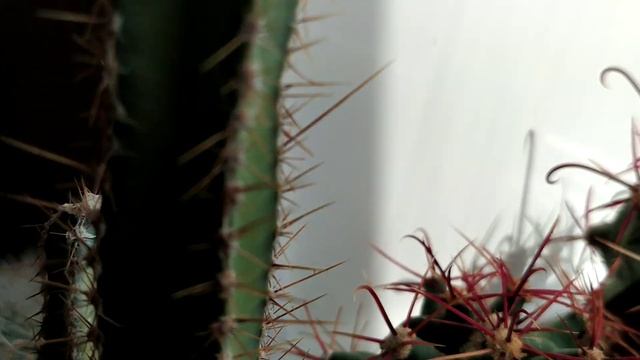 Кактусы.Коллекция в бутонах,цветение маммиллярий.Обзор от 11 апреля.. смотреть онлайн