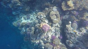Обалденный коралловый риф отель Novotel Marsa Alam Египет новый отель и нет русских.