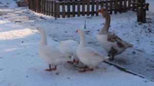 Холмогорский. Линда. Наши гуси)))