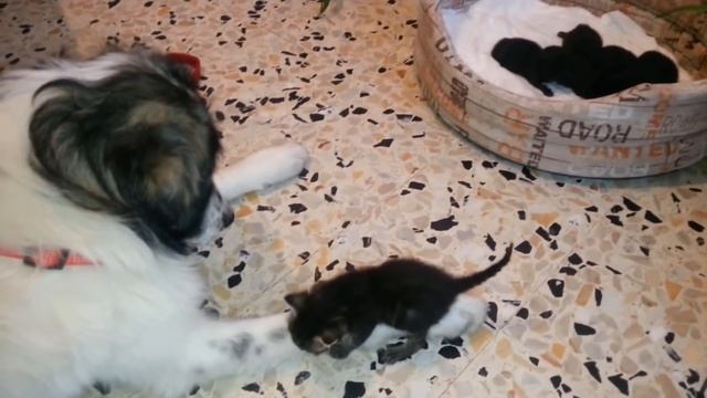 Котята, утята, кролик вместе играть веселей   Бабушкины Сказки смотреть онлайн