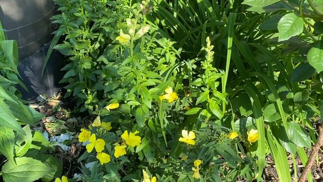 Hanging Basket Update 🐛🍃🌸Budworms and Yellow Leaves смотреть онлайн