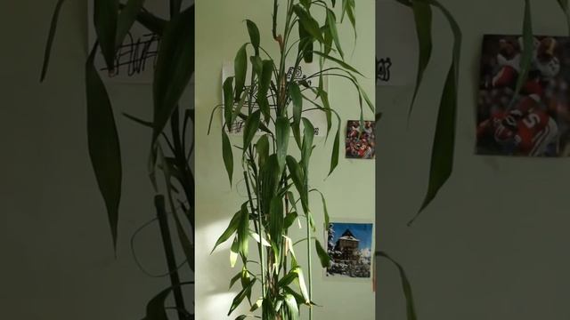 Тростниковый бамбук ( 7 лет) или драцена Сандера, цветок счастья :-) 26.06.16. смотреть онлайн