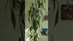 Тростниковый бамбук ( 7 лет) или драцена Сандера, цветок счастья :-) 26.06.16.