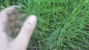 Июньский сбор: хвощ полевой