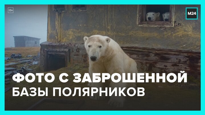 Россиянин Дмитрий Кох стал лауреатом премии Wildlife Photographer of the Year - Москва 24