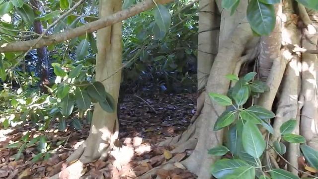 Ficus Altissima 'variegata' 2020 update смотреть онлайн