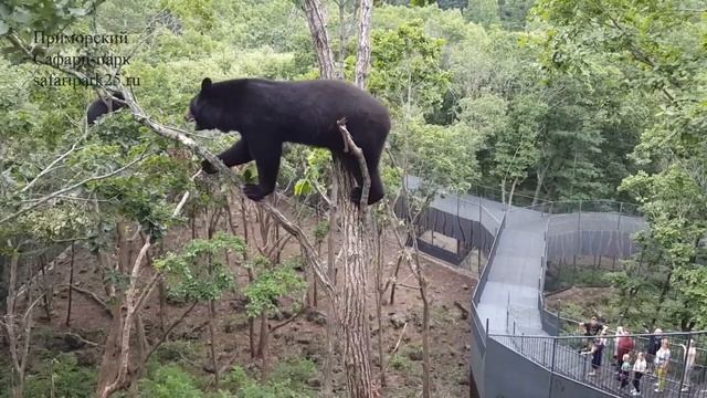 Медведи и желуди смотреть онлайн