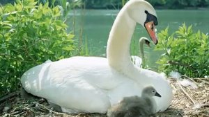 ЛЕБЕДЬ БЕЛАЯ