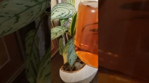 Intron Dlube 2090 и Intron Dclean 2520