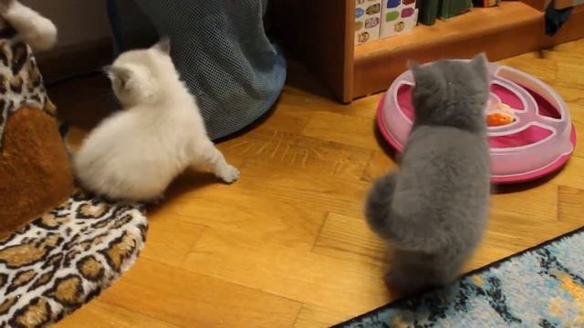 Питомник Крошка Фи Фи.....Обзор Шотландских котят.... смотреть онлайн