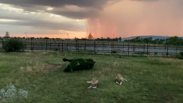 Как лев Гирей ПОБОРОЛ БЫКА ! смотреть онлайн