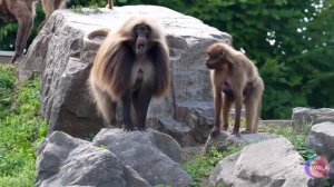 В мире животных. Обезьяны. Любители вкусненького ???