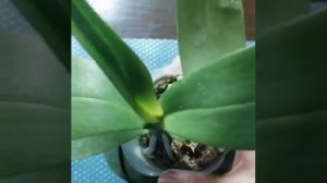 Полив орхидей во мхе после получения.