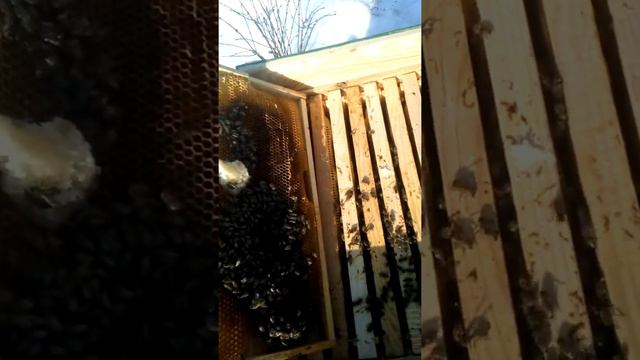 Як підживить бджіл Канді ранньою весною смотреть онлайн