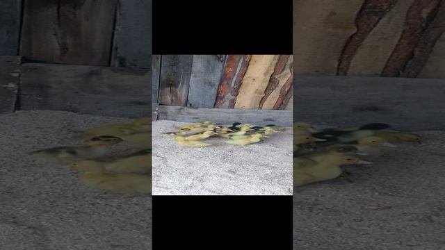 Мои пушистики
