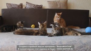 Котята мейн-кун - нам почти 4 месяца