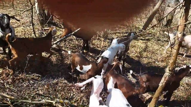 КАМОРИ козочки Продажа смотреть онлайн