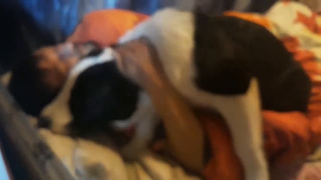 САО. АЛАБАИ/ВОЛКОДАВЫ. АЛАБАЙ БУДИТ ХОЗЯИНА./31 марта 2018 г. смотреть онлайн