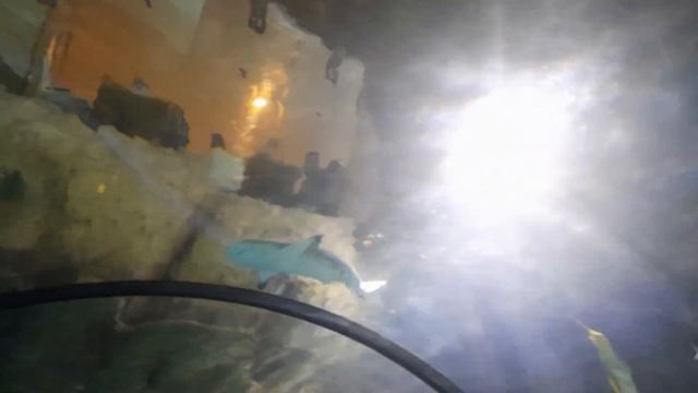 Большая белая акула проплыла прямо над нами сверху, в общем аквариуме, вид снизу хищной рыбы акулы смотреть онлайн