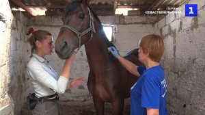 В Севастополе бесплатно вакцинируют лошадей против лептоспироза