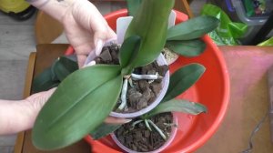 АМИНОСИЛ витамины для растений / Проведём опыт на разных группах растений !