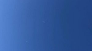 Туркменские бойные мраморные голуби в России ?? / Turkmen Pigeons