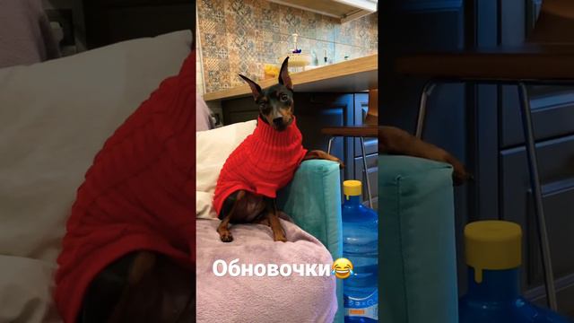 Пинчер. Одежда для собаки. Пришли холода. смотреть онлайн