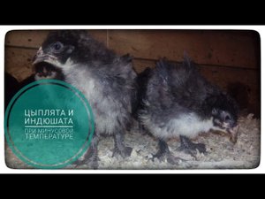 Цыплята и индюшата в сарае при минусовой температуре