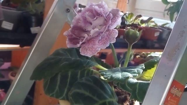 Глоксиния НГ Солнечная цапля смотреть онлайн