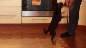 MVI 6533 Пражский крысарик Стэпик из Надровии