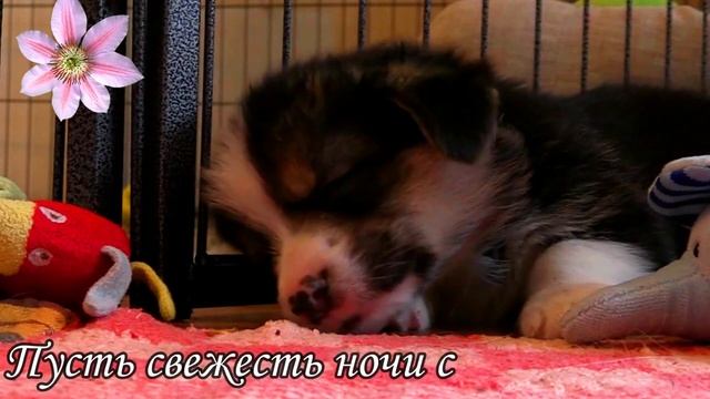 ??Чудесных снов, спокойной ночи. ?Пускай приснится то,что хочешь. Шикарное пожелание СПОКОЙНОЙ НОЧИ смотреть онлайн