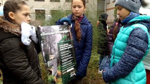 Посадка Маньчжурского ореха