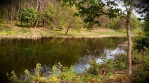 Весенний парк. Кваканье лягушек🐸💚🐸💚🐸 г.Тула