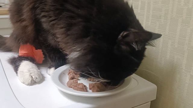 Киса попала в больницу, капельницы, отказали почки(((, жалко кошку смотреть онлайн