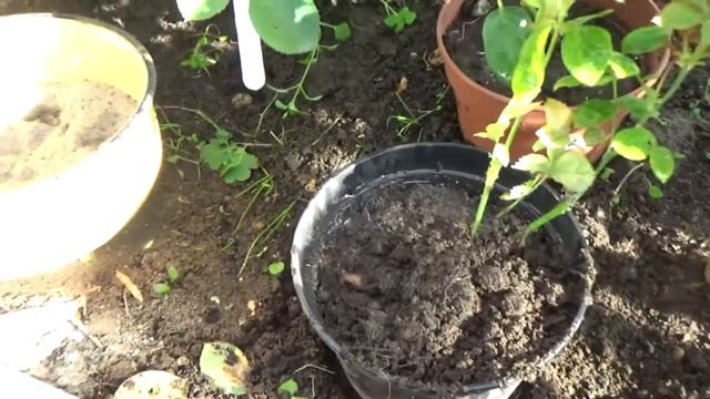 Мои розочки из черенка. смотреть онлайн