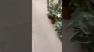 Филодендрон Принц Оранж. Садовый центр Росток