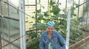 Как бороться с паутинным клещом