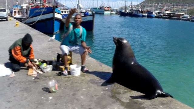Морской котик на пристани / Seal, Hout bay, South Africa смотреть онлайн
