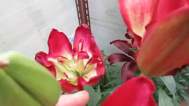 2017г Зарисовки из тёплого лета 3 смотреть онлайн