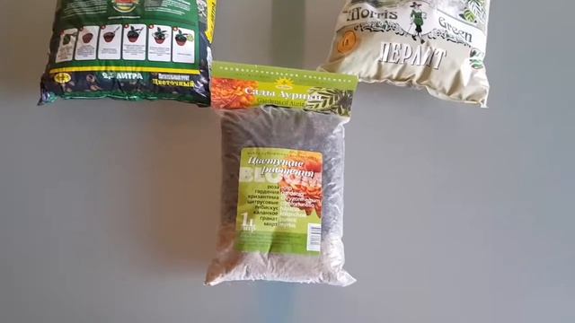 Жасмин комнатный. Посадка. Неудачи с цветением!!! смотреть онлайн