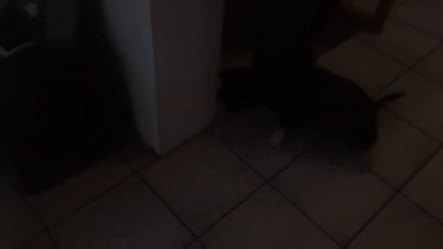 Щенок ВЕО 8 недель.  Ура дождались!!! смотреть онлайн