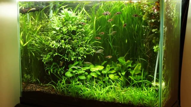 Trident Java Fern Needs a Trim смотреть онлайн