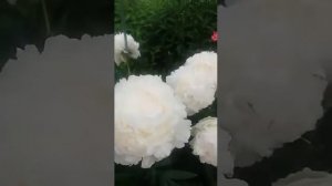 пион Соланж