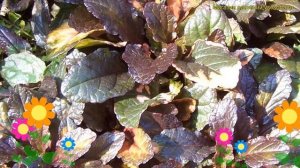 Живучка ползучая Мультиколор. Краткий обзор, описание ajuga reptans multicolor Multicolor