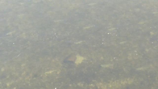 Нерест рыбы в Наславча "Молдова" смотреть онлайн